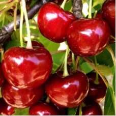 Вишня ИВАНОВНА (ДЮК)