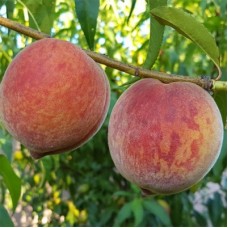 Персик КОНДОР