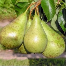 Груша КОНФЕРЕНЦИЯ