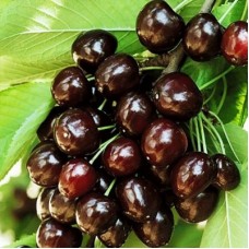 Черешня КОРДИЯ