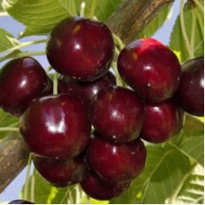 Черешня ЛАПИНС