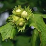 Лещина обыкновенная