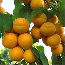 Абрикос ОЛИМП