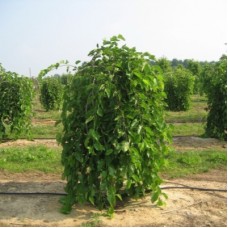 Шелковица Пендула