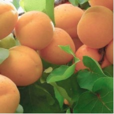 Абрикос ПРИНЦ МАРТ  колоновидный 