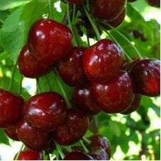 Черешня РЕГИНА