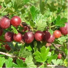Крыжовник САЛЮТ