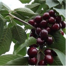 Черешня СВИТХАРД