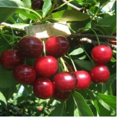 Вишня ВСТРЕЧА