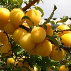 Алыча ЗЛАТО СКИФОВ