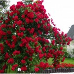  АНГЛИЙСКИЕ, ШРАБЫ, ПЛЕТИСТЫЕ