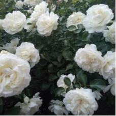 РОЗА почвопокровная БЛАНК МЕЙЯНДЕКОР (Blanc Meillandecor) РОЗА почвопокровная БЛАНК МЕЙЯНДЕКОР (Blanc Meillandecor)