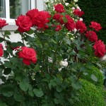 ЧАЙНО-ГИБРИДНЫНЕ