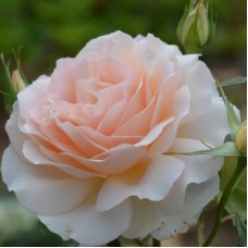 РОЗА Ч/Г ЧАНДОРС БЬЮТИ (Chandos Beauty) РОЗА Ч/Г ЧАНДОРС БЬЮТИ (Chandos Beauty)