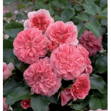 РОЗА почвопокровная ЛЭС КВАРТЕ СИЗОНС ( Les Quatre Saisons) 4 сезона РОЗА почвопокровная ЛЭС КВАРТЕ СИЗОНС ( Les Quatre Saisons) 4 сезона