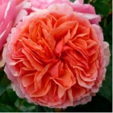 РОЗА Ч/Г ЧИППЭНДЕЙЛ (Chippendale) РОЗА Ч/Г ЧИППЭНДЕЙЛ (Chippendale)