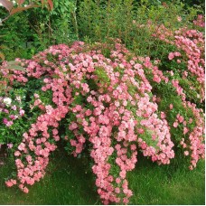  РОЗА ФЕРДИ (Ferdy) плетистые, миниатюрные (карликовые, бордюрные) 