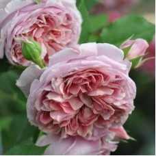 РОЗА плетистая Французское платье (Robe a la francaise) Японская