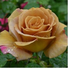 РОЗА Ч/Г ХАНИ ДИЖОН (Honey Dijon) РОЗА Ч/Г ХАНИ ДИЖОН (Honey Dijon)