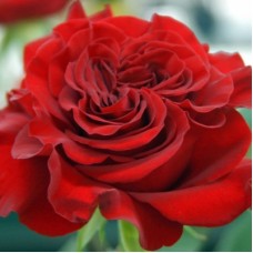 РОЗА Ч/Г ВАНТЕД (ХАРДС)