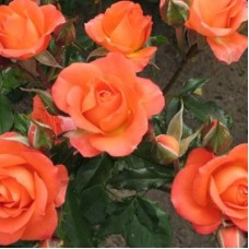 РОЗА спрей КЕЛЛИ (Kelly) РОЗА спрей КЕЛЛИ (Kelly)