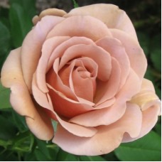 РОЗА Флорибунда КОКО ЛОКО (Koko Loko) РОЗА Флорибунда КОКО ЛОКО (Koko Loko)