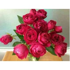 РОЗА флорибунда Лигар 230 (Rose Ligare 230) Японская
