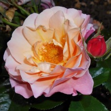 РОЗА ШРАБ МАРИ КЮРИ (Marie Curie)