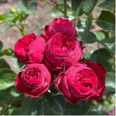 РОЗА спрей МАРУН (Marun) РОЗА спрей МАРУН (Marun)