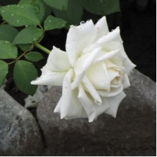 РОЗА Ч/Г МАУНТ ШАСТА (Mount Shasta)