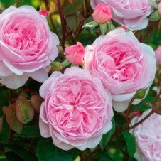 РОЗА английская МИРАНДА (Miranda)