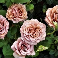 РОЗА флорибунда МОКАРОЗА (Mokarosa) РОЗА флорибунда МОКАРОЗА (Mokarosa)