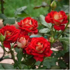 РОЗА Ч/Г НЬЮ ФЕШН (New Fashion)