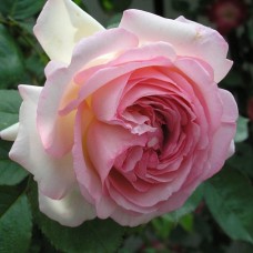 РОЗА плетистая ПЬЕР ДЕ РОНСАР (Pierre de Ronsard)