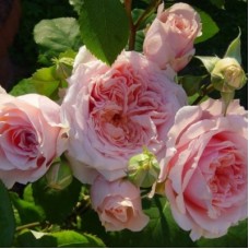 РОЗА Шраб ПОЛЬ БОКЮЗ (Paul Bocuse)