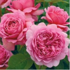 РОЗА Английская ПРИНЦЕСС АЛЕКСАНДРА ОФ КЕНТ (Princess Alexandra of Kent)