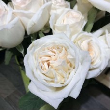 РОЗА пионовидная ПРИНЦЕССА МИЮКИ (Princess Miyuki) Японская