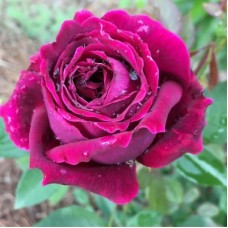 РОЗА флорибунда РОЯЛ ПАЛАС (Royal Palace) Японская РОЗА флорибунда РОЯЛ ПАЛАС (Royal Palace) Японская