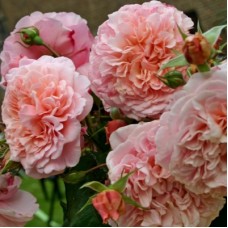 РОЗА плетистая РОЗ ДЕ ТОЛБИАК (Rose de Tolbiac)