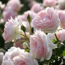 РОЗА Английская Шраб ШАРИФА АСМА (Sharifa Asma)