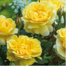 РОЗА Английская  ШАРЛОТТА (Charlotte)