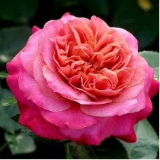 РОЗА Ч/Г СУРИР ДЕ ДОВИЛЬ (Sourire De Deauville) РОЗА Ч/Г СУРИР ДЕ ДОВИЛЬ (Sourire De Deauville)