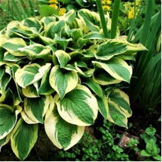 Хоста Бедазлед (Bedazzled) (М)