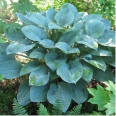 Хоста Блю Гаваи (Blu Hawaii) L