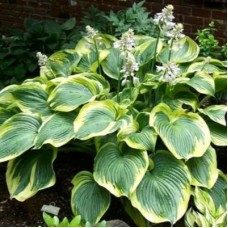 Хоста Эс Энджел (Earth Angel)XL