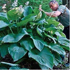 Хоста Кингсайз (Kingsize)XL