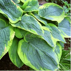 Хоста Мэйпл Лиф (Maple Leaf)XL