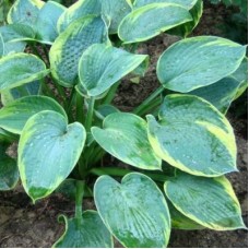 Хоста Пиззаз (Pizzazz) (M)